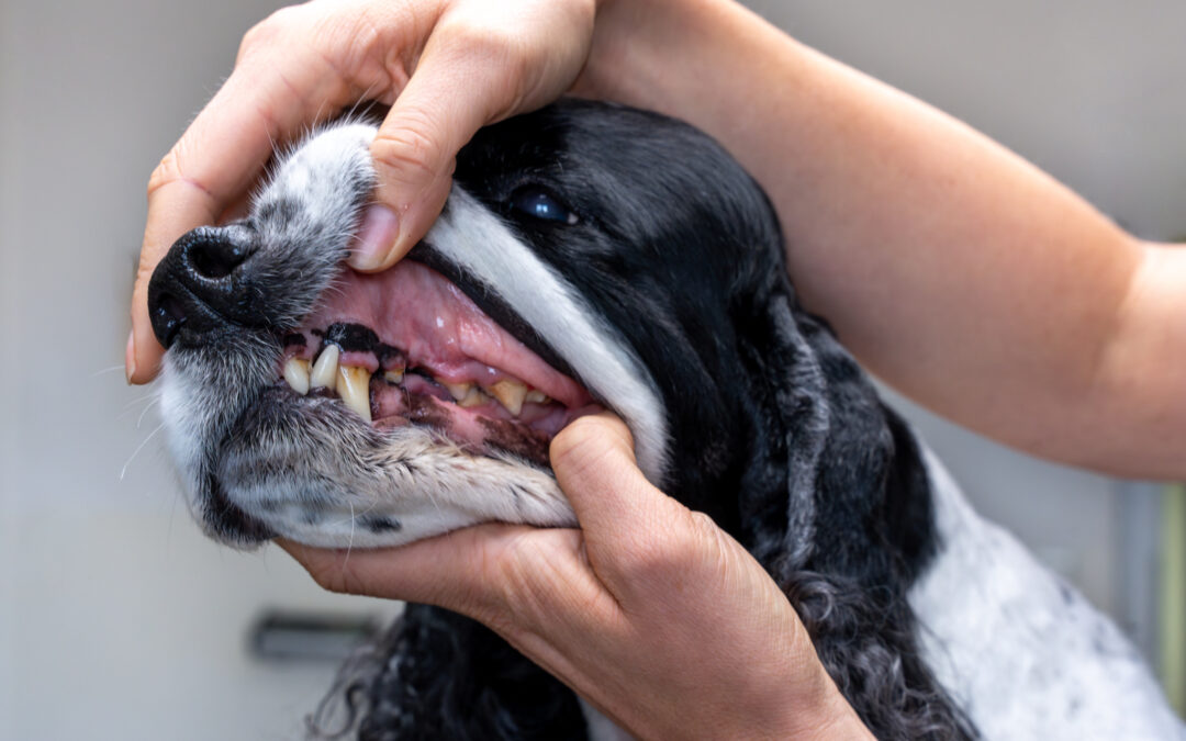 Vyšetření zubů psa.