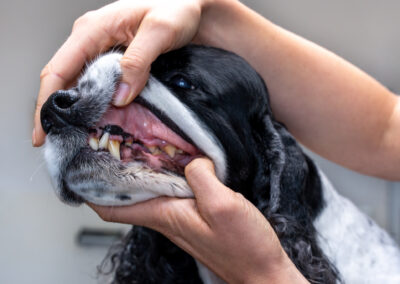 Vyšetření zubů psa.