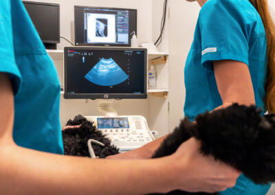 Vyšetření psa ultrazvukem.