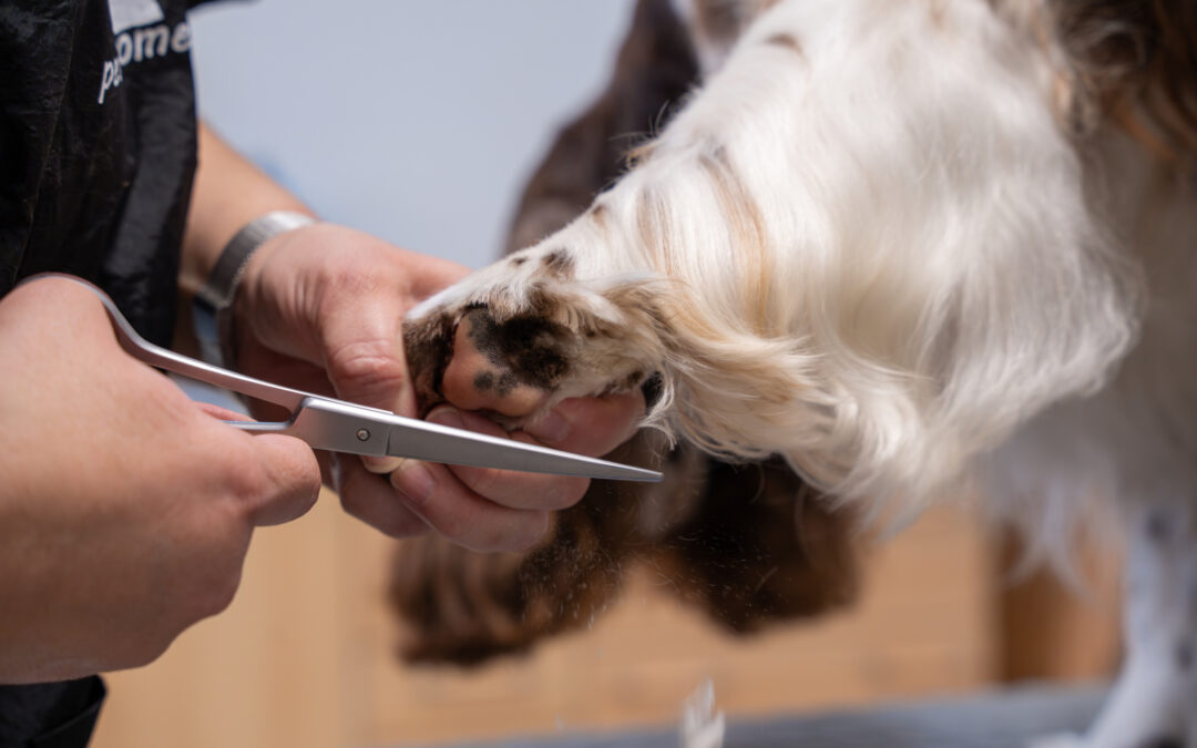 Zastřihování chloupků na tlapkách.