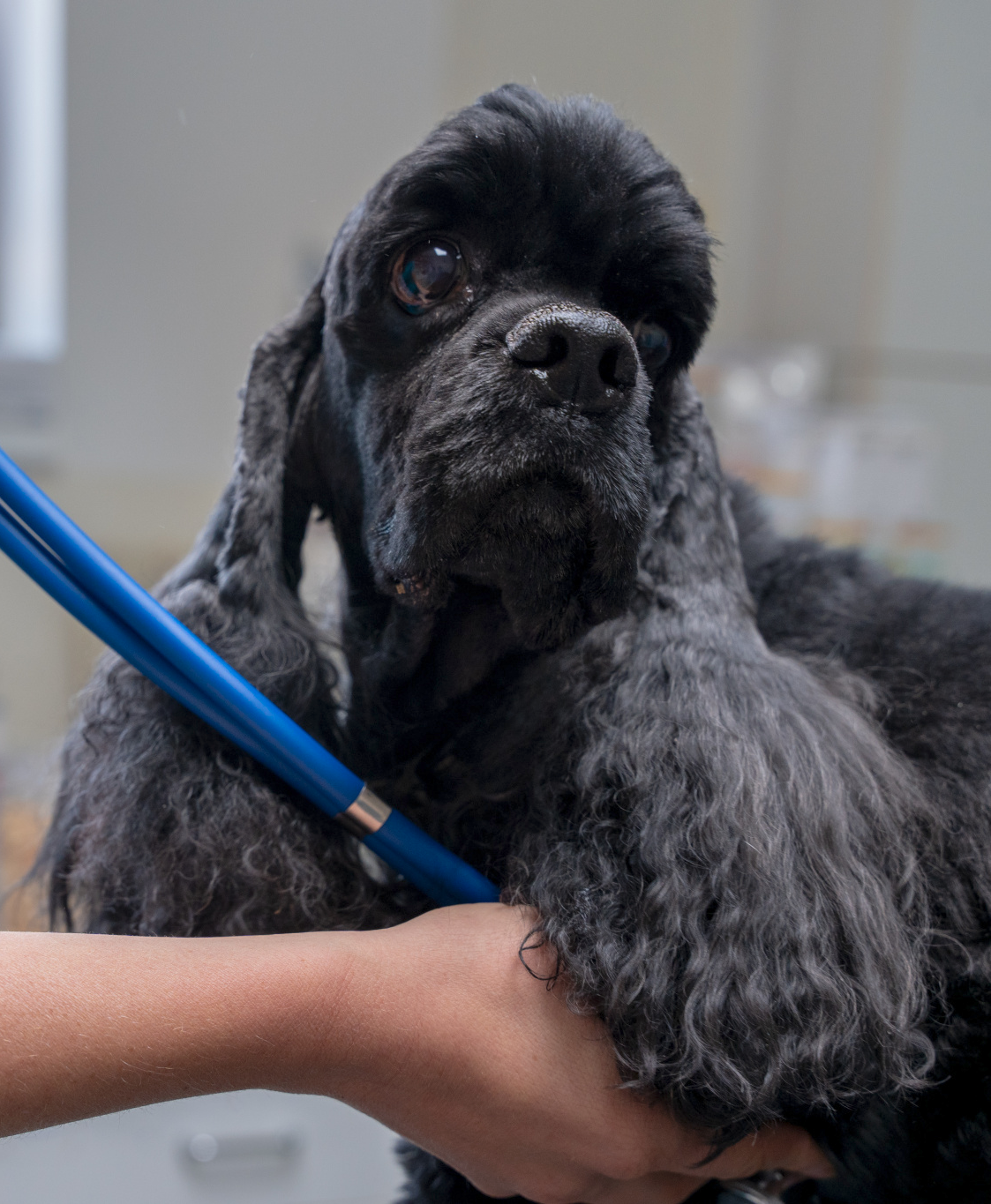 pes-stetoskop Pes na vyšetření stetoskopem.