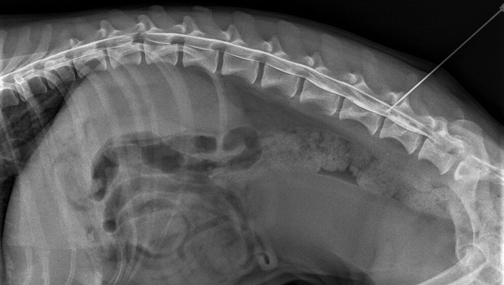 Rentgenové vyšetření psa.